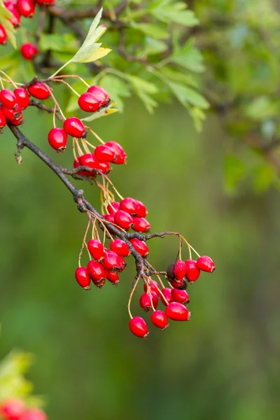 Hawthorn — Stockfoto