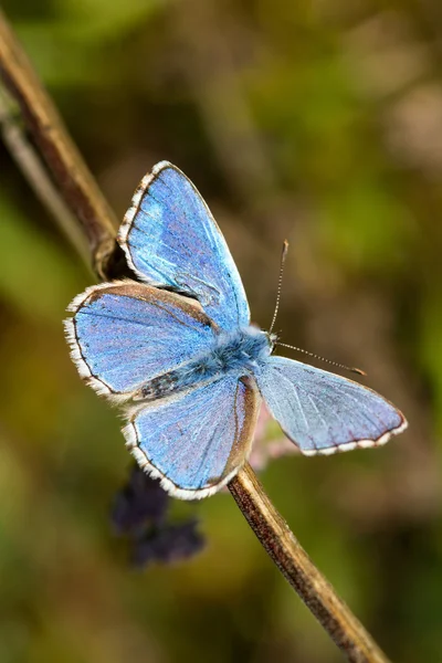 Motyl — Zdjęcie stockowe