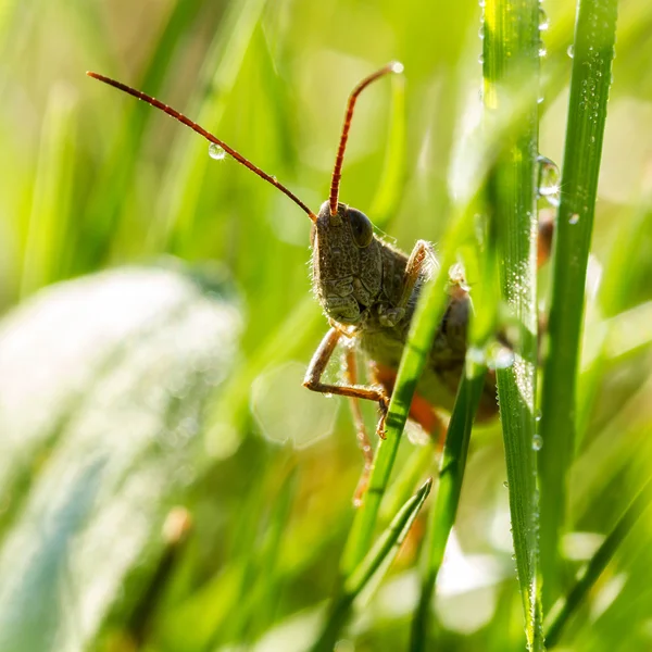 Locust — Stock fotografie