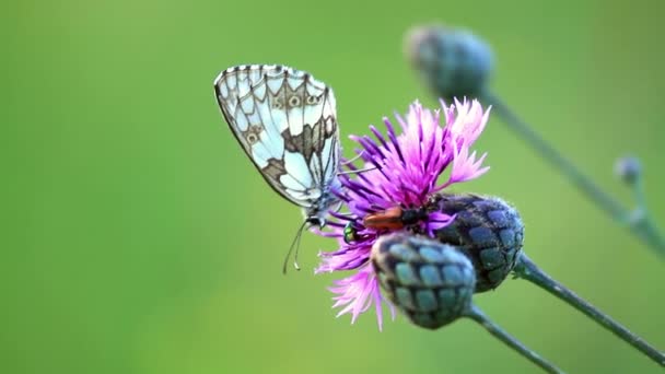 Zygaena böcek üzerinde çiçek (cirsium arvense) — Stok video