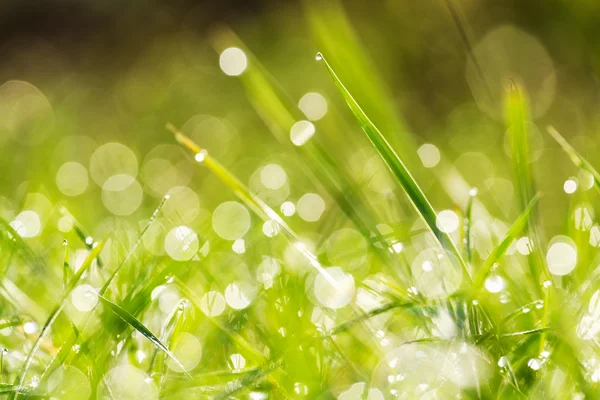 Green grass — Stock Photo, Image