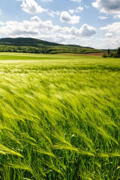 Campo de cereais — Fotografia de Stock