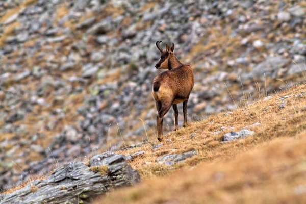 Chamois. —  Fotos de Stock