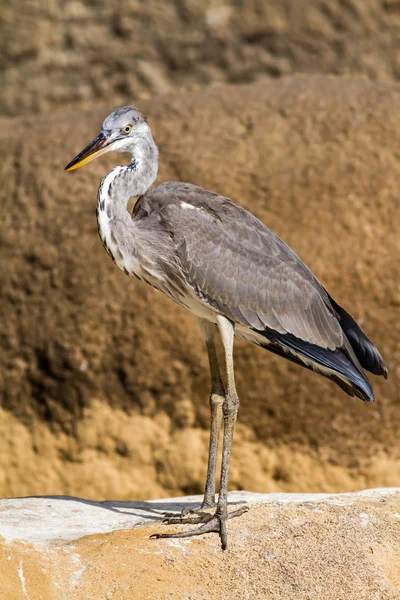 Gray heron — Stock Photo, Image