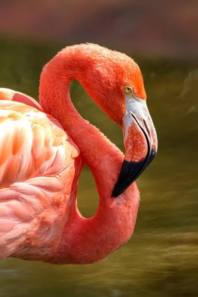 Flamingo — Foto de Stock