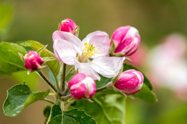 güzel elma çiçeği