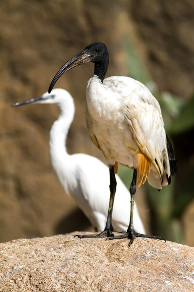 African sacred ibis.