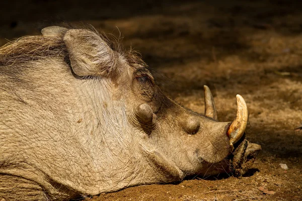Macho warthog — Fotografia de Stock