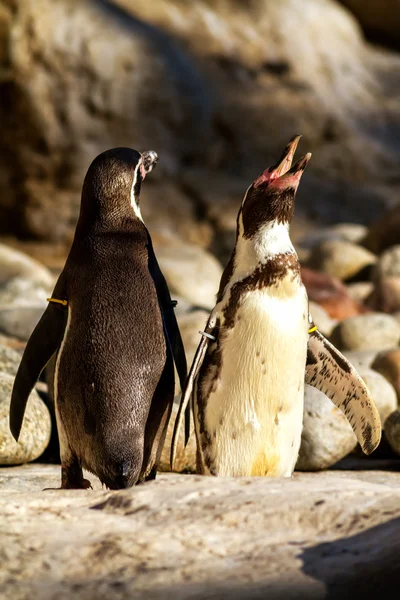 Portret van pinguïns — Stockfoto