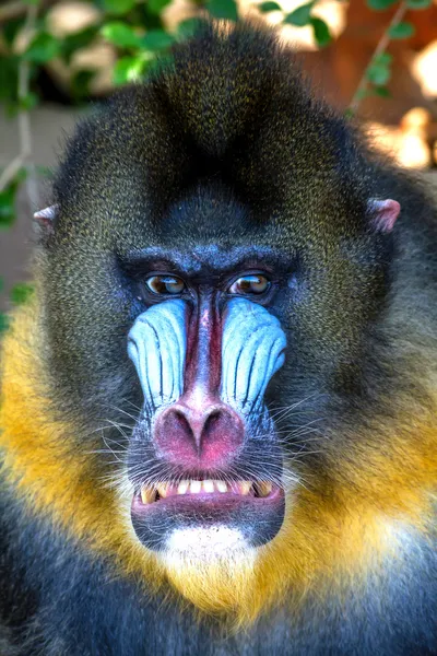 Mandrill'di — Stok fotoğraf