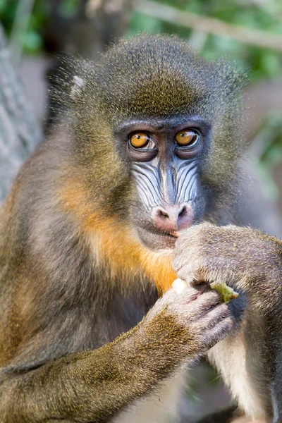 Mandrill'di — Stok fotoğraf