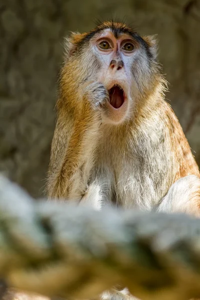 Monkey — Stock Photo, Image