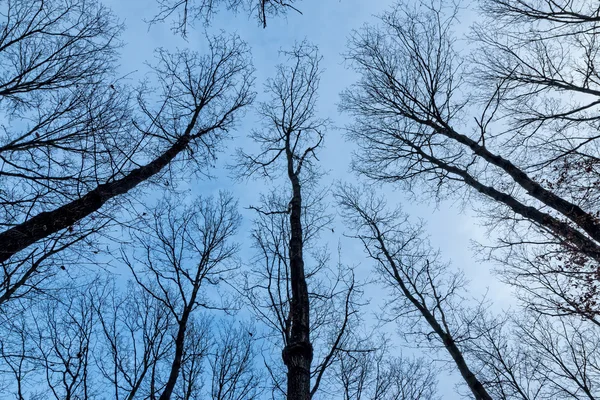 Oak trees — Stock Photo, Image