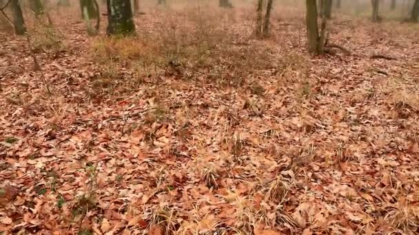 Herbstlandschaft im nebligen Wald — Stockvideo