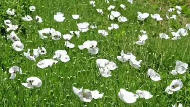 Flores blancas de amapola en el campo — Vídeos de Stock