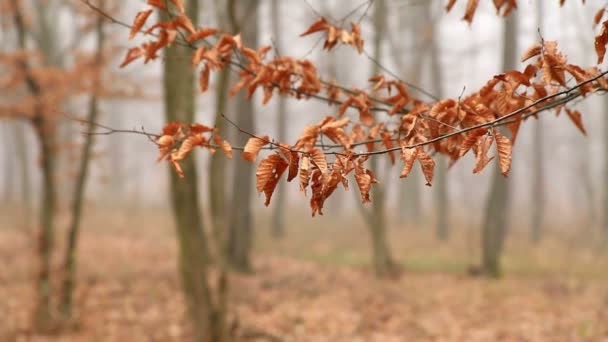 Forest at the autumntime — Stock Video