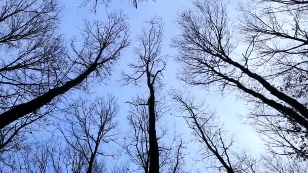 Looking up at the oak trees in winter — Stock Video