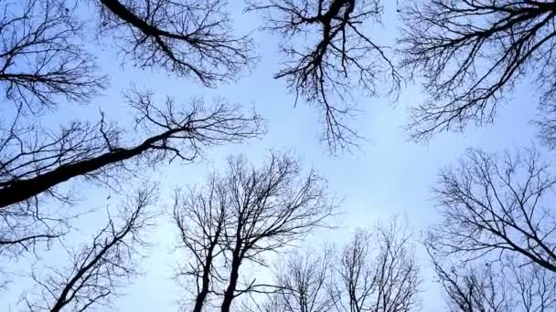 Looking up at the oak trees in winter — Stock Video