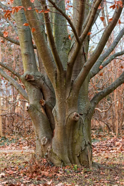 Beech tree — Stock Photo, Image