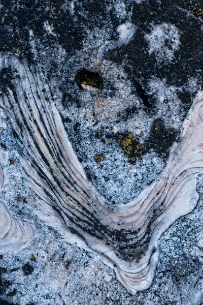 화석 — 스톡 사진