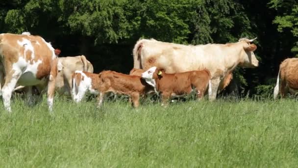 Herd of cows grazing — Stock Video