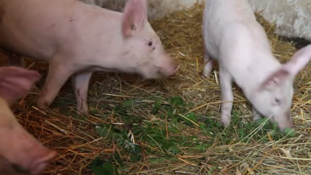 Lechones en pocilga — Vídeo de stock