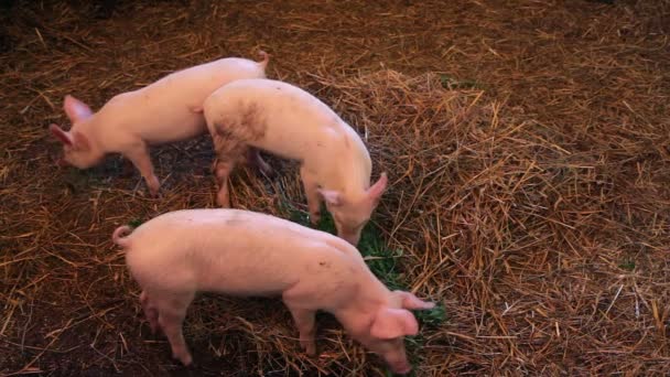 Piglets in pigsty — Stock Video
