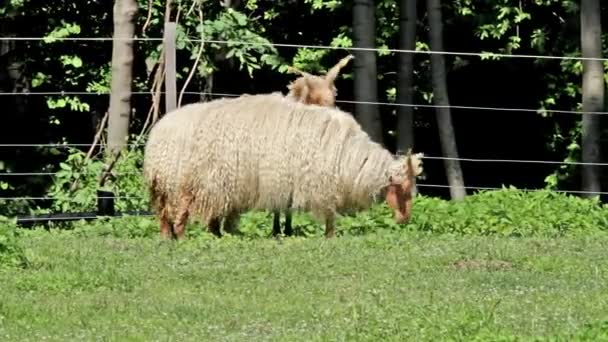 Two beautiful hungarian (Racka) sheeps — Stock Video