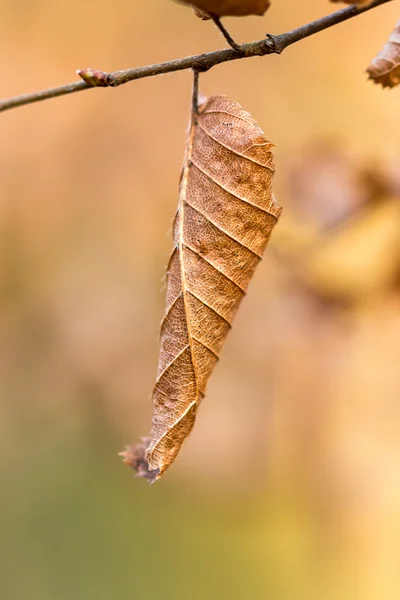 Hoja — Foto de Stock