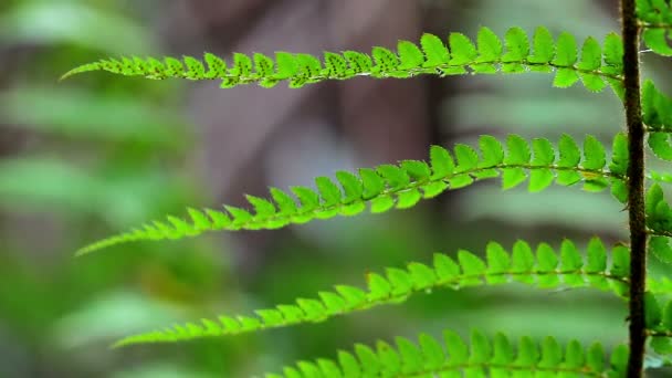 Gros plan de la feuille de fougère — Video