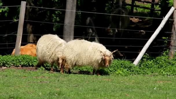 Dos hermosas ovejas húngaras (Racka) — Vídeo de stock