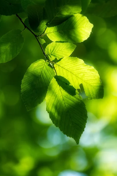 Hainbuchenblätter — Stockfoto