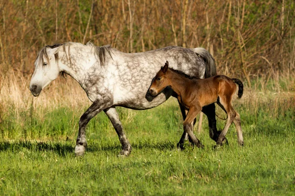 Família dos cavalos — Fotografia de Stock