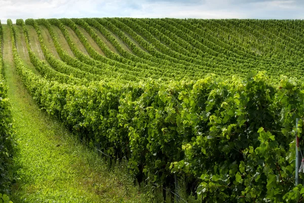 Beautiful rows of grapes — Stock Photo, Image