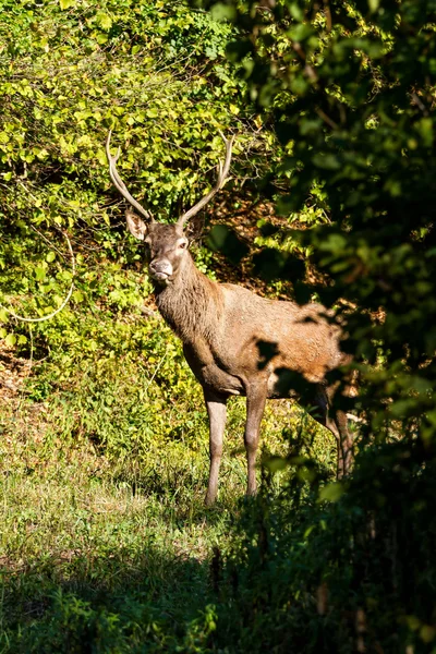 Rotwild — Stockfoto