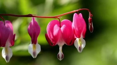 Güzel çiçekler , kanayan kalp ( Lamprocapnos spectabilis )