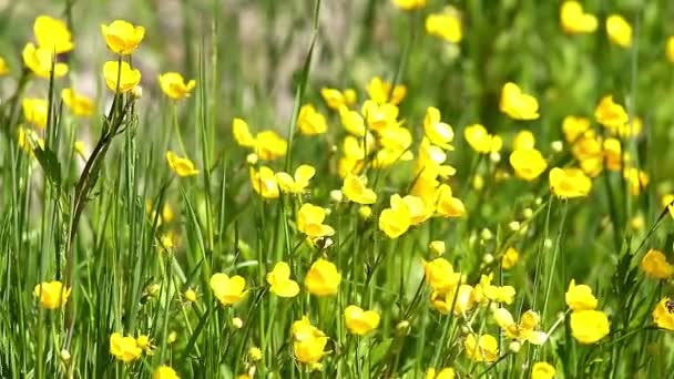 Желтые цветы (Ranunculales ) — стоковое видео