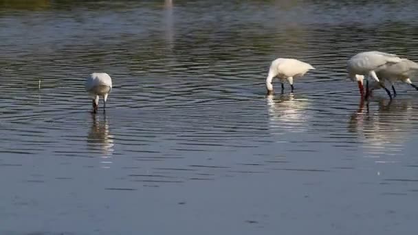 Groep lepelaar vogels op zoek naar voedsel — Stockvideo