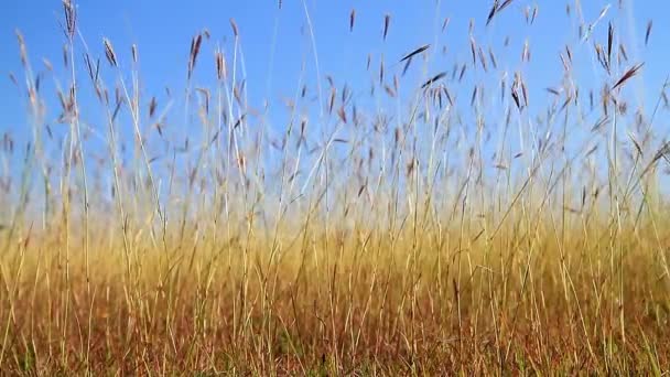 Красиві травою поле — стокове відео