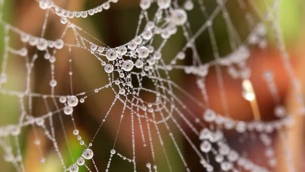 Hermosa tela de araña con gotas por la mañana — Vídeos de Stock
