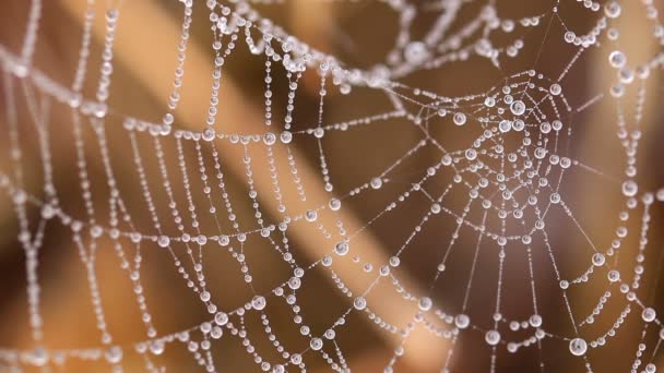 Hermosa tela de araña con gotas por la mañana — Vídeo de stock