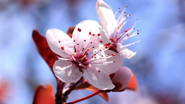 Красиві Слива квіти — стокове відео