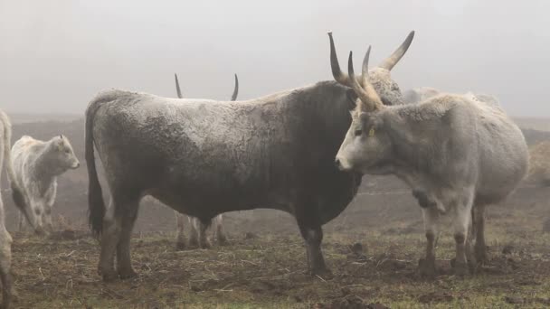 Hongaarse grijs koeien in de winter — Stockvideo