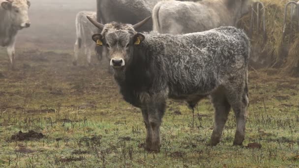 Hongaarse grijs koeien in de winter — Stockvideo