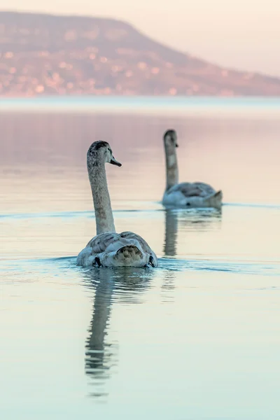 Cisnes — Fotografia de Stock