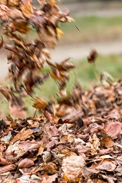 Leaves litter — Stock Photo, Image