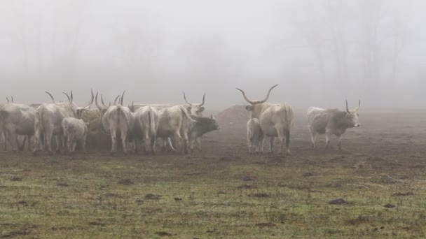 Vacas grises húngaras en invierno — Vídeos de Stock