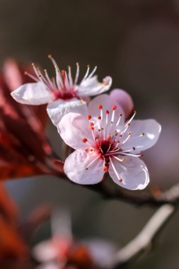 güzel prunus çiçekler