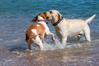 Köpekler suda oynuyor.