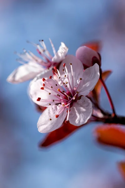 Vackra prunus blommor — Stockfoto